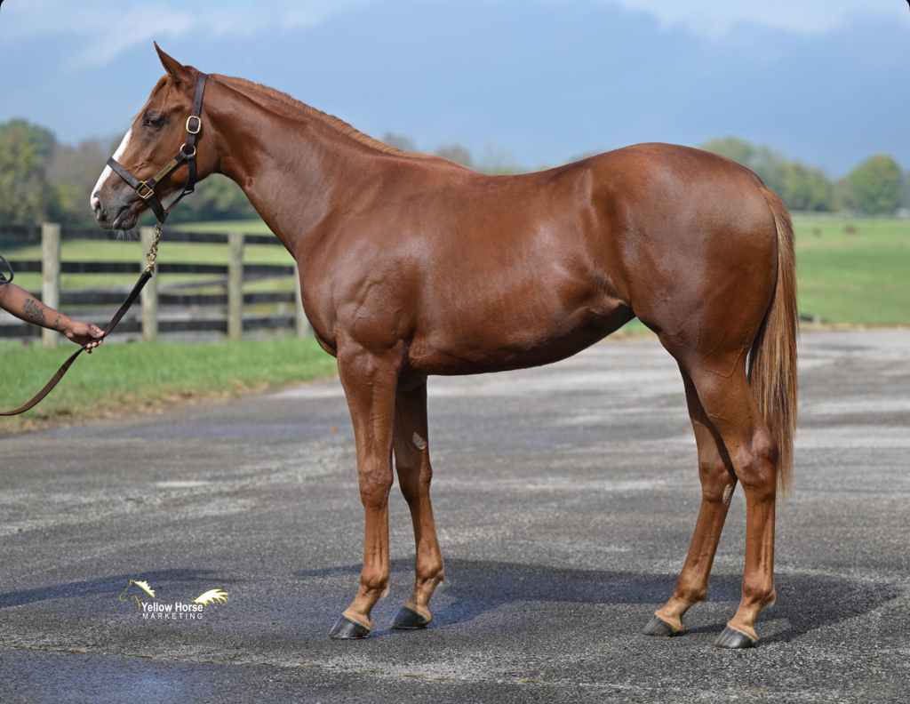 Practical Joke Filly